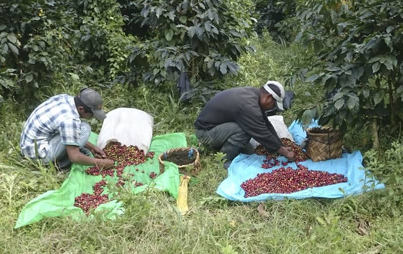 cafetales sud america